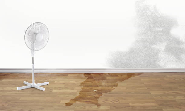 Best Local water damage restoration  in Blacksburg, SC